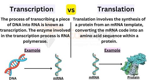 transcription vs translation biology